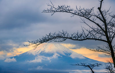 Low angle view of silhouette bare tree against sky at sunset