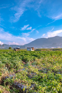 Scenic view of field against blue sky