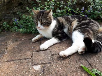 Portrait of cat relaxing by plants