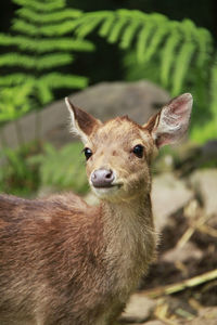 Portrait of rabbit on field