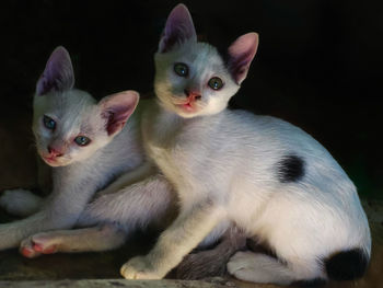 Close-up portrait of cat