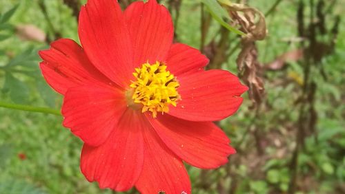 Close-up of hibiscus blooming outdoors