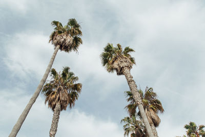 Low angle view of coconut palm tree against sky