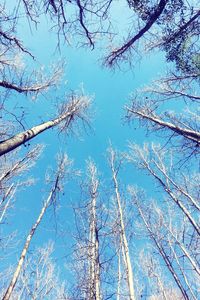 Low angle view of tree against blue sky