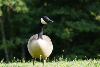 Bird on a field