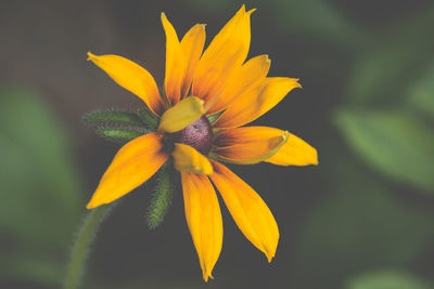 Close-up of fresh yellow flower