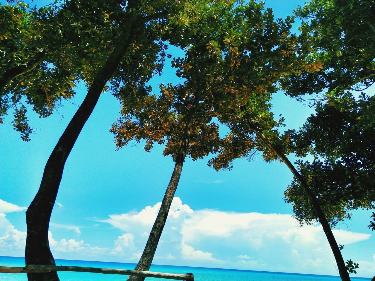 LOW ANGLE VIEW OF TREE AGAINST SEA