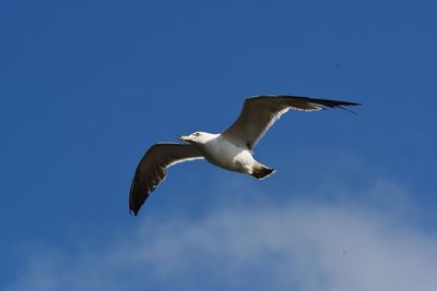 Low angle view of seagull flying