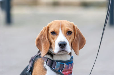 Close-up portrait of a dog