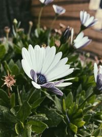 Close-up of white flower