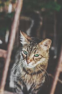 Close-up portrait of a cat