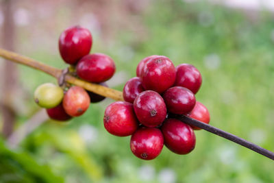 Close-up of red berries growing on tree