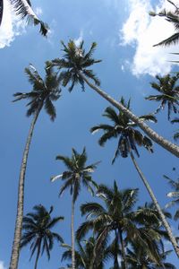 Low angle view of palm trees against sky