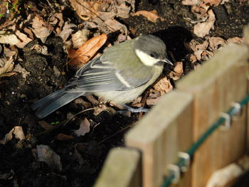 High angle view of bird perching on field