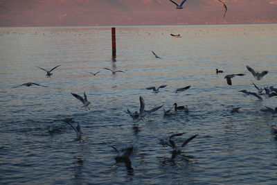 Birds flying over sea