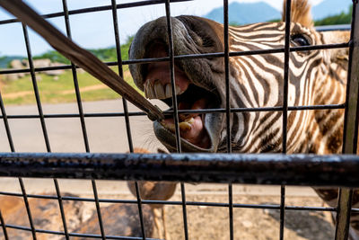 Close-up of a horse in cage