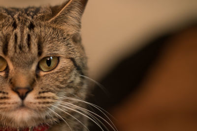 Close-up portrait of a cat