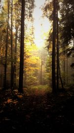 Trees in forest