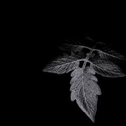 Close-up of leaves against black background