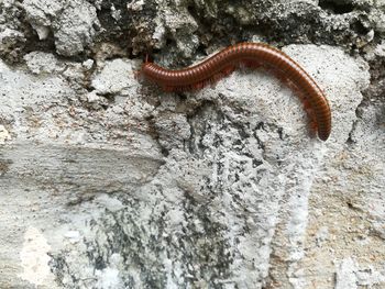 High angle view of insect