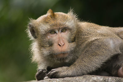 Portrait of monkey sitting outdoors