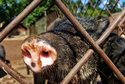 Close-up of pig by fence