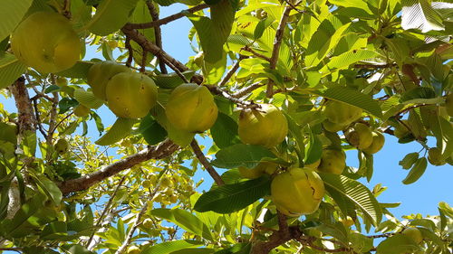 Low angle view of fruits hanging on tree