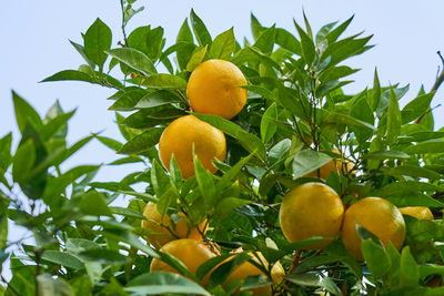 Low angle view of oranges growing on tree
