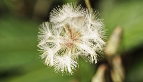 Close-up of dandelion flower