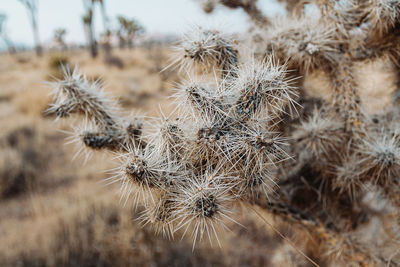 Close-up of dried plant on field