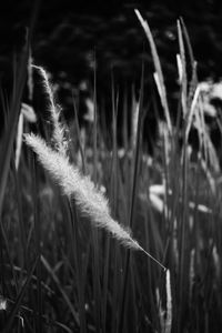 Close-up of stalks in field