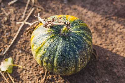 High angle view of pumpkin on field