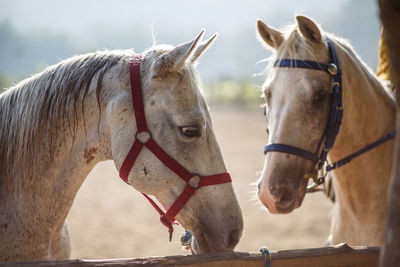 Horses in ranch