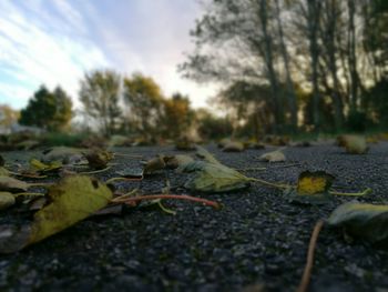Close-up of autumn leaf on tree