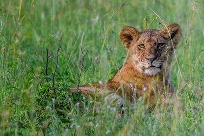 View of a cat on field