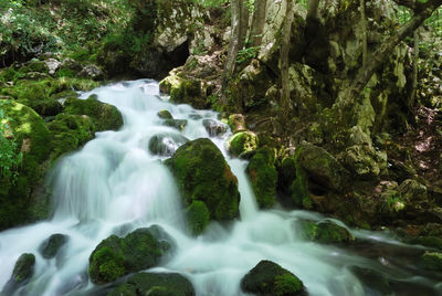 Scenic view of waterfall in forest