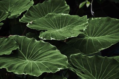 Full frame shot of green leaves