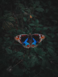 Close-up of butterfly flying