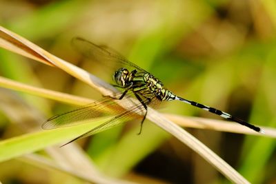 Close-up of damselfly on plant