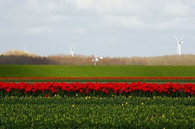 Flowers, bulbs, bloembollen, veld, bloembollenveld,noord-holland, dutch, tulips,