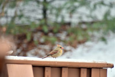 Close-up of bird perching on retaining wall