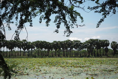 Trees on field against sky