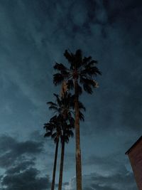 Low angle view of palm trees against sky