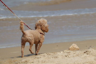 Dog on beach