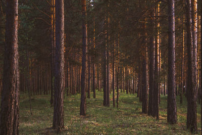 Pine trees in forest