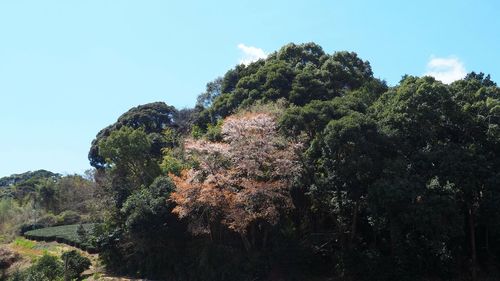 Low angle view of trees against sky