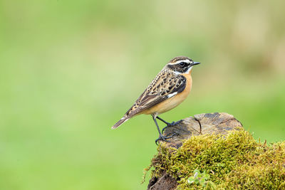 Close-up of bird perching on mossy tree stump