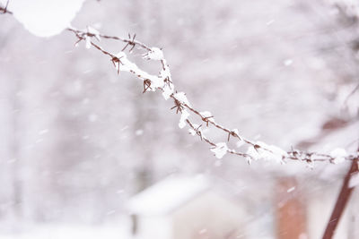 Close-up of frozen plant