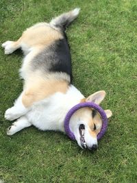 High angle view of dog lying on field