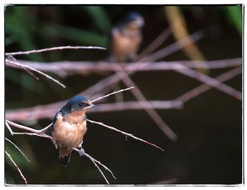 Close-up of bird perching on branch